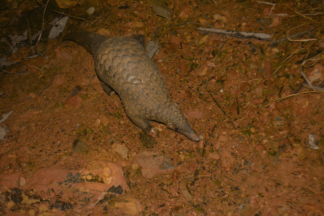 54 cá thể tê tê java quý hiếm được tái thả về với thiên nhiên ảnh 2