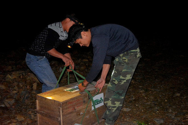 54 cá thể tê tê java quý hiếm được tái thả về với thiên nhiên ảnh 4