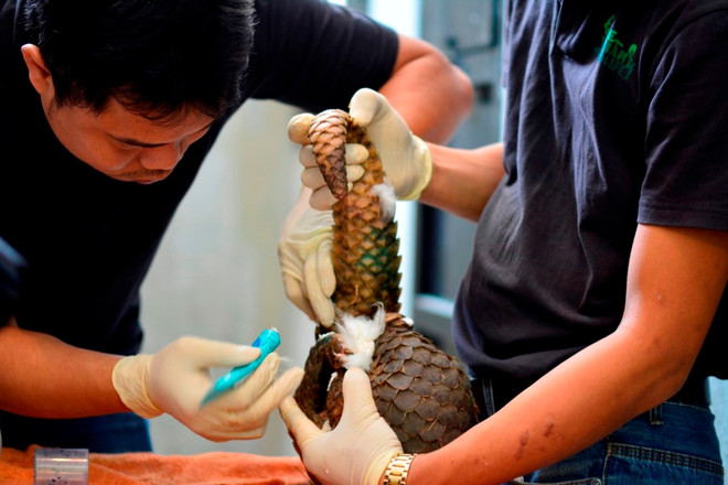 54 cá thể tê tê java quý hiếm được tái thả về với thiên nhiên ảnh 1