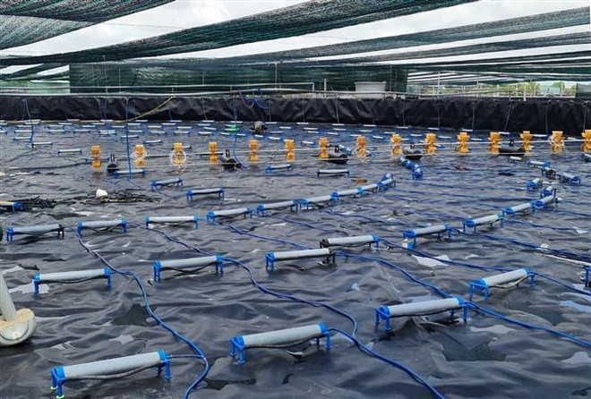 Nông nghiệp TPHCM chuyển đổi mô hình gắn với xây dựng thương hiệu ảnh 1