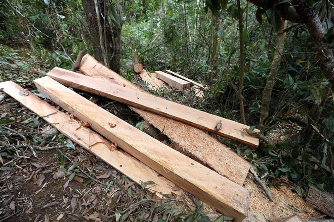 Điện Biên: Báo động tình trạng ngang nhiên tàn phá rừng già Nà Pen ảnh 2
