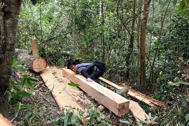 Điện Biên: Báo động tình trạng ngang nhiên tàn phá rừng già Nà Pen ảnh 3