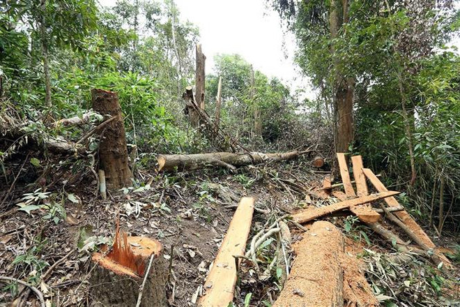 Điện Biên: Báo động tình trạng ngang nhiên tàn phá rừng già Nà Pen ảnh 1