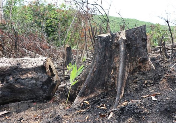 Phú Yên: Khởi tố thêm 13 bị can trong vụ phá rừng ở khu vực Hòn Đót ảnh 1