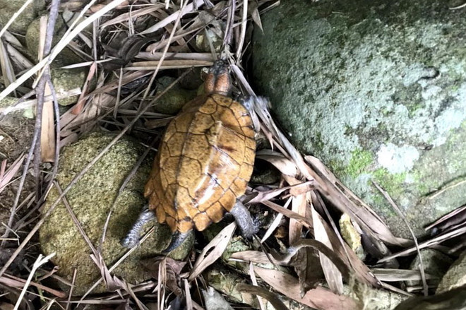 Quảng Ngãi: Thả cá thể rùa Sa Nhân quý hiếm về tự nhiên ảnh 1