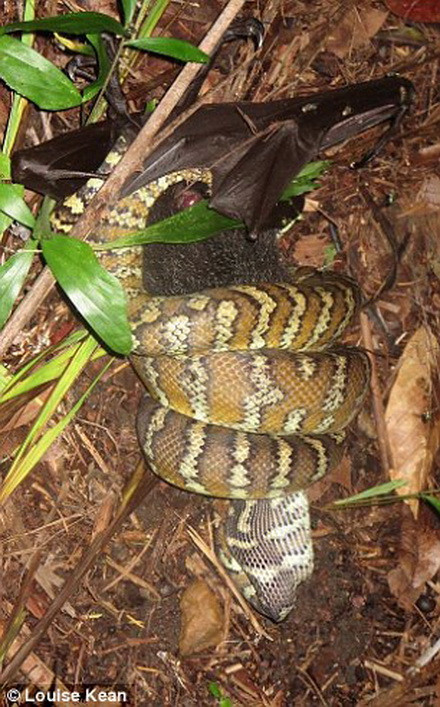 Con dơi quạ bị chú trăn cuốn chặt trong 6 tiếng và nuốt chửng ảnh 4