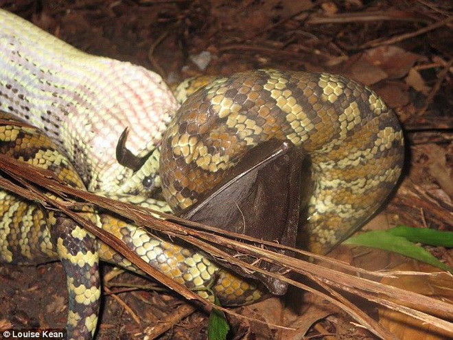 Con dơi quạ bị chú trăn cuốn chặt trong 6 tiếng và nuốt chửng ảnh 3