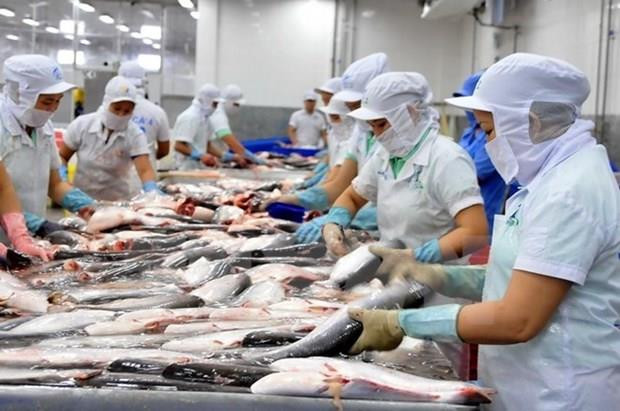 Chế biến cá tra xuất khẩu. (Ảnh: An Hiếu/TTXVN) Chủ động trước rào cản khi xuất khẩu sang thị trường CPTPP ảnh 2