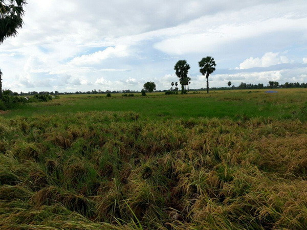 Bắc Bộ chiều tối có mưa dông rải rác, ngày hôm sau nắng nóng ảnh 1