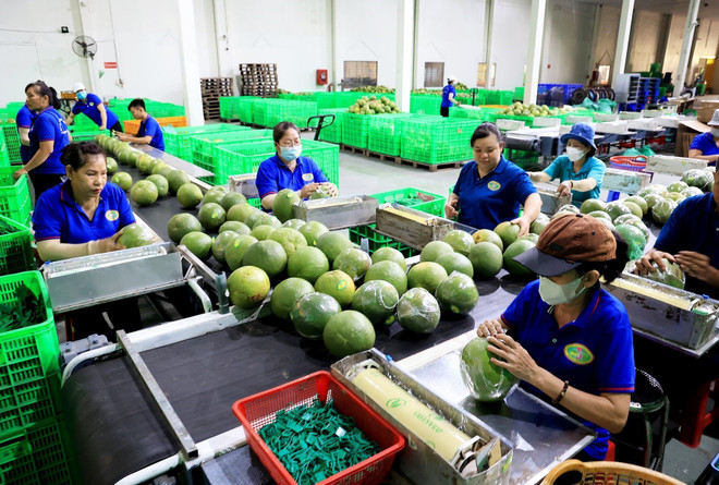 Dây chuyền dán mác, đóng bao bì sản phẩm bưởi da xanh tại Bến Tre. (Ảnh minh họa: Hồng Đạt/TTXVN) ttxvn_buoi da xanh.jpg