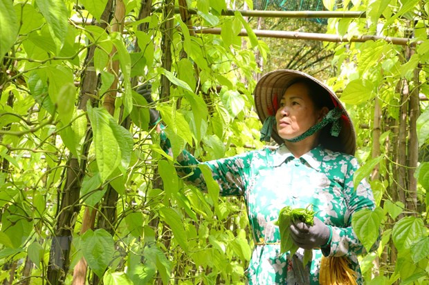 Cơ hội xúc tiến, quảng bá văn hóa, du lịch, ẩm thực Hậu Giang ảnh 3