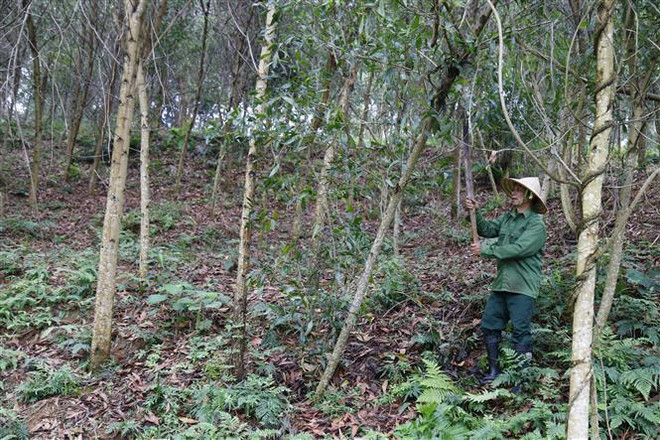 Xây dựng nguồn nguyên liệu gỗ bền vững phục vụ xuất khẩu ảnh 2