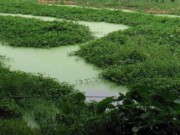 Hưng Yên: 209 trẻ em ở làng nghề Đông Mai bị phơi nhiễm chì ảnh 1