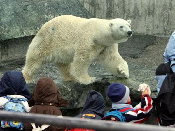 Gấu trắng ở vườn thú Đức chết vì ăn túi và áo của du khách ảnh 1