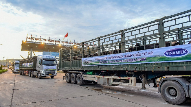 Hàng chục chuyến xe tải cùng các nhân viên trang trại làm việc xuyên đêm đến sáng để vận chuyển các cô bò về đến trang trại một cách an toàn và nhanh chóng nhất. Vinamilk tiếp nhận hơn 1.500 bò sữa từ Mỹ về các trang trại Green Farm ảnh 6