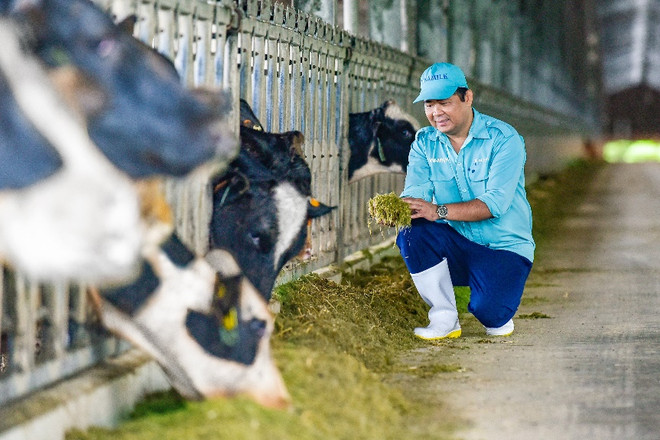 Sau khi về trang trại và được chăm sóc theo chế độ “tân đáo,” sức khỏe đàn bò đã ổn định và thích nghi với khí hậu tại Việt Nam. Vinamilk tiếp nhận hơn 1.500 bò sữa từ Mỹ về các trang trại Green Farm ảnh 10