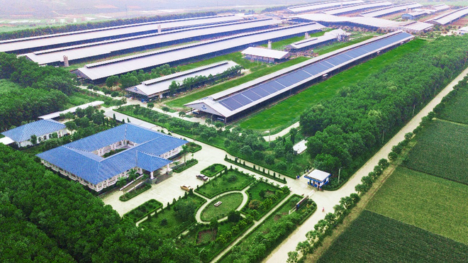 Hệ thống trang trại Green Farm của Vinamilk gồm 3 trang trại tại Thanh Hóa, Quảng Ngãi và Tây Ninh với đàn bò lên tới 20.000 con. Vinamilk tiếp nhận hơn 1.500 bò sữa từ Mỹ về các trang trại Green Farm ảnh 13