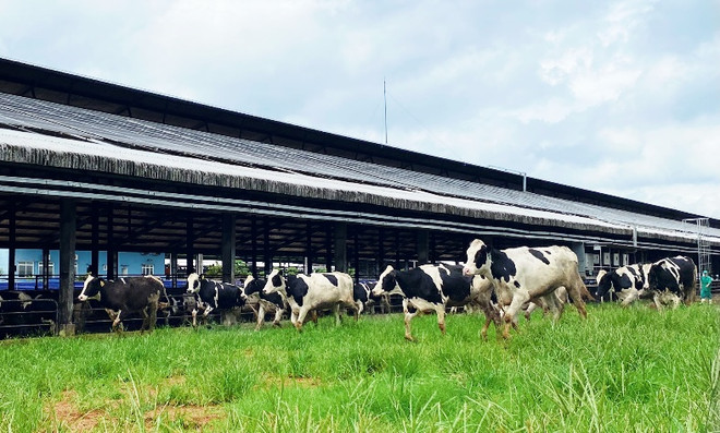 Vinamilk tiếp nhận hơn 1.500 bò sữa từ Mỹ về các trang trại Green Farm ảnh 8