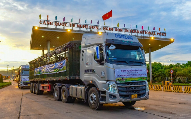 Vinamilk tiếp nhận hơn 1.500 bò sữa từ Mỹ về các trang trại Green Farm ảnh 3