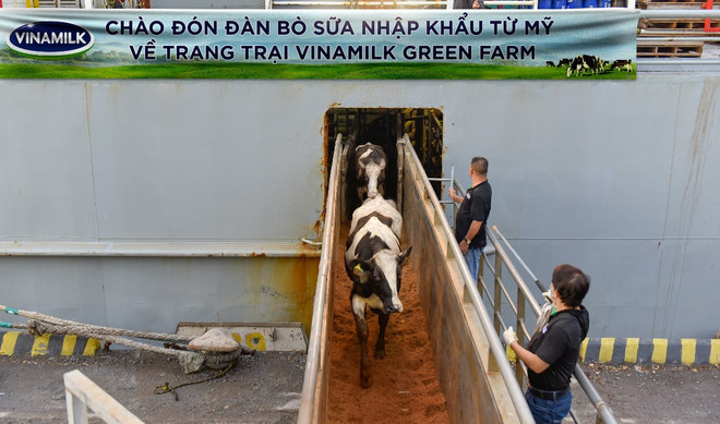 Liên tục trong 2 ngày 6 và 7/7, đàn bò tơ và bò mang thai nhập khẩu từ Mỹ đã cập cảng Nghi Sơn và Dung Quất để về mái nhà mới là các trang trại Vinamilk Green Farm tại Thanh Hóa và Quảng Ngãi. Vinamilk tiếp nhận hơn 1.500 bò sữa từ Mỹ về các trang trại Green Farm ảnh 1