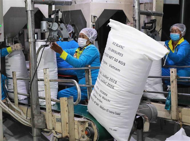 Giá gạo xuất khẩu giảm kéo giá lúa trong nước đi xuống ảnh 1