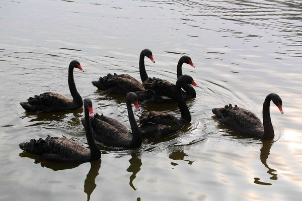 Sự kiện trong nước 5-11/2: Tiếp tục xét xử các vụ án lớn ảnh 4