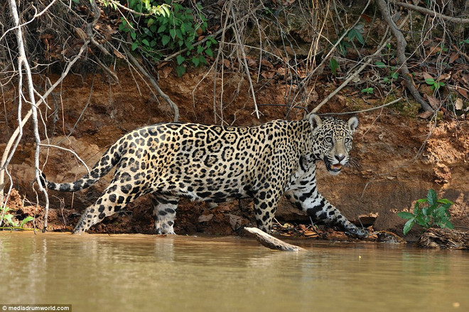 [Photo] Màn săn cá sấu khốc liệt của con báo đốm hung dữ ảnh 1