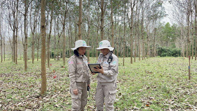 Quảng Trị: Bông hồng 'thép' mang lại màu xanh cho vùng 'đất chết' ảnh 2