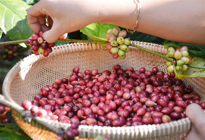 Tìm giải pháp tăng lợi nhuận cho người trồng càphê ở Đông Nam Á ảnh 1