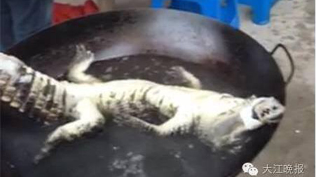 Phẫn nộ cảnh tượng người dân luộc, lột da loài cá sấu quý hiếm ảnh 1