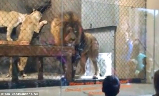 Sư tử gào thét đau đớn vì bị cửa thủy lực cán nát chóp đuôi ảnh 1