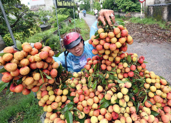 Kéo dài thời gian thông quan vải tươi ở Cửa khẩu quốc tế Kim Thành ảnh 1