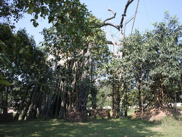 Tuyên Quang: Sự hồi sinh kỳ diệu của cây đa Tân Trào lịch sử ảnh 1