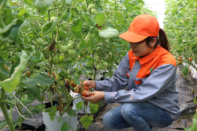 Chị Nguyễn Thị Trâm bên những luống cà chua trồng trong hệ thống nhà màng. (Nguồn: baobacninh) 9X khởi nghiệp thành công với mô hình nông nghiệp công nghệ cao ảnh 1