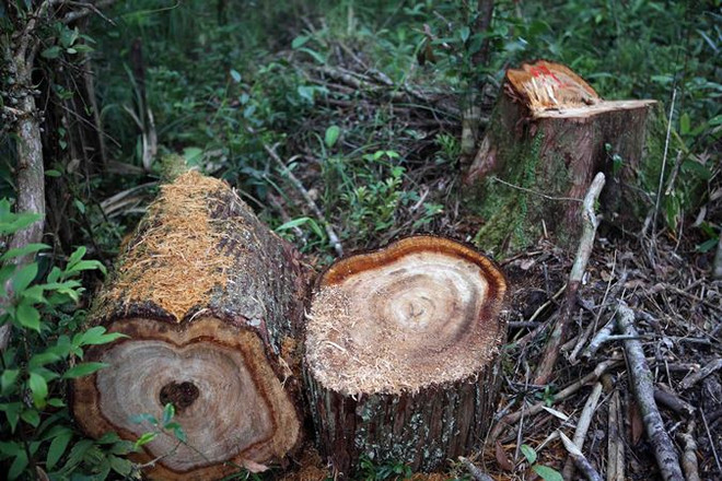 Quảng Nam: Ba đối tượng tham gia phá rừng pơmu ra đầu thú ảnh 2