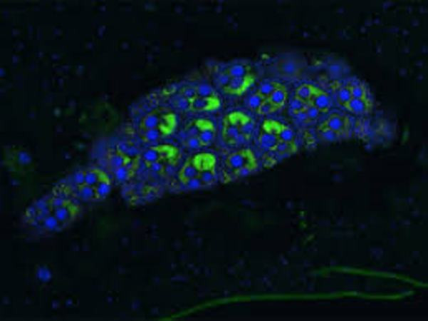 Thận trọng khi thả muỗi ngăn ngừa sốt xuất huyết ở Nha Trang ảnh 1