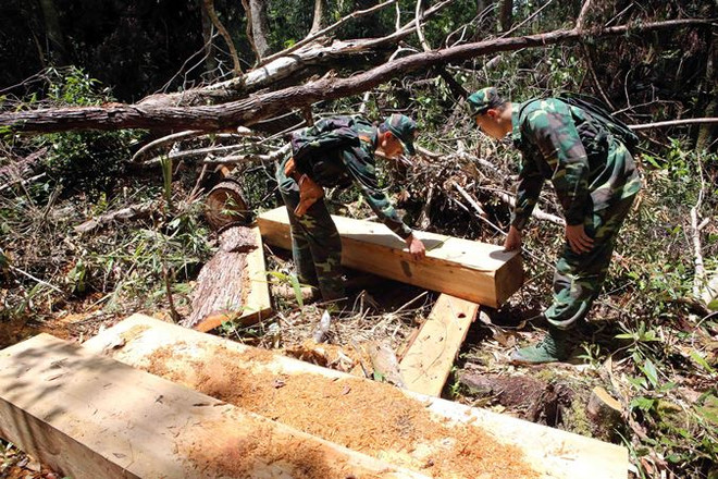 Quảng Nam: Ba đối tượng tham gia phá rừng pơmu ra đầu thú ảnh 1