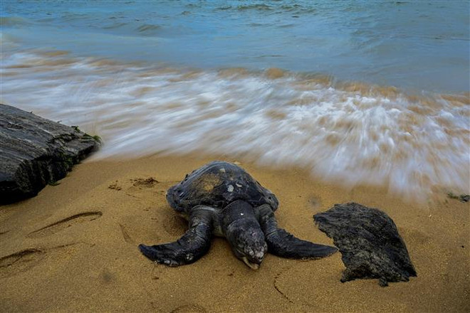 Sri Lanka xét xử vụ đắm tàu làm hàng trăm rùa biển chết ảnh 1