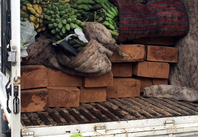 Thừa Thiên-Huế: Bắt vụ vận chuyển gỗ lậu và thực phẩm bẩn lớn ảnh 1