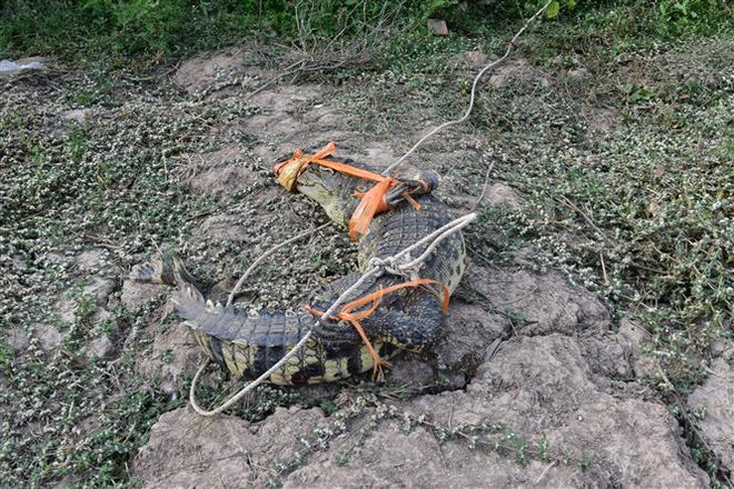 Bạc Liêu: Người dân bắt được cá sấu nặng khoảng 20kg trước sân nhà ảnh 1