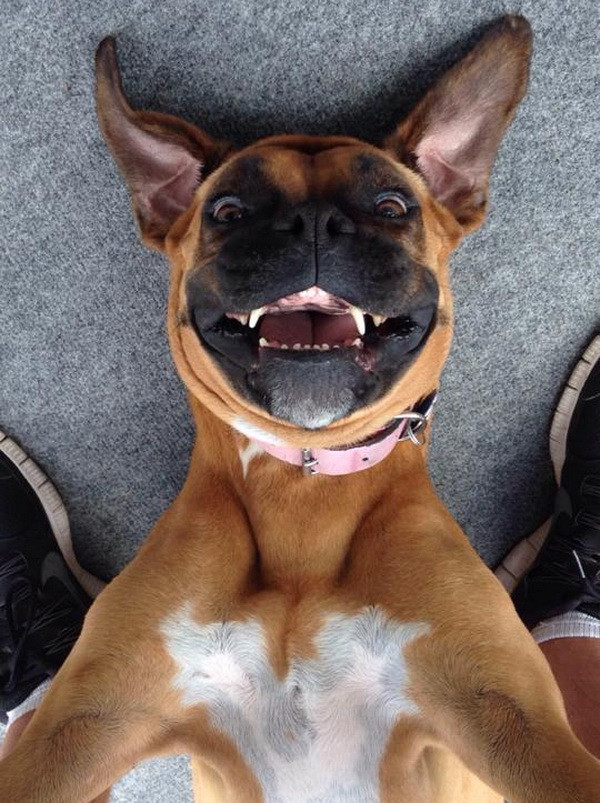 Hình ảnh cực kỳ dễ thương của động vật khi chụp ảnh selfie ảnh 10