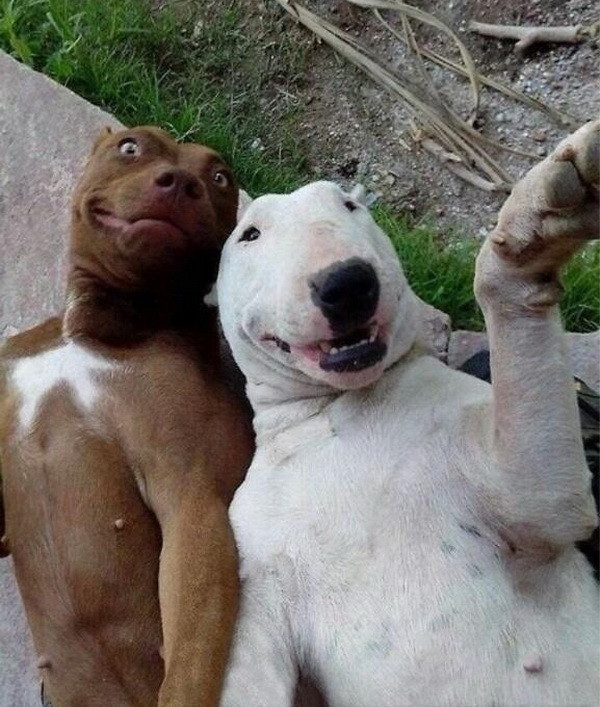 Hình ảnh cực kỳ dễ thương của động vật khi chụp ảnh selfie ảnh 7