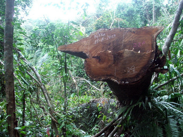 Quảng Nam: Khởi tố vụ phá rừng quy mô lớn tại huyện Nông Sơn ảnh 1