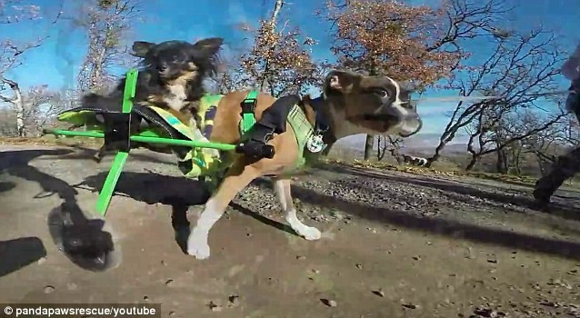 Kinh ngạc: Chó chỉ có hai chân chạy nhanh như... ngựa ảnh 1