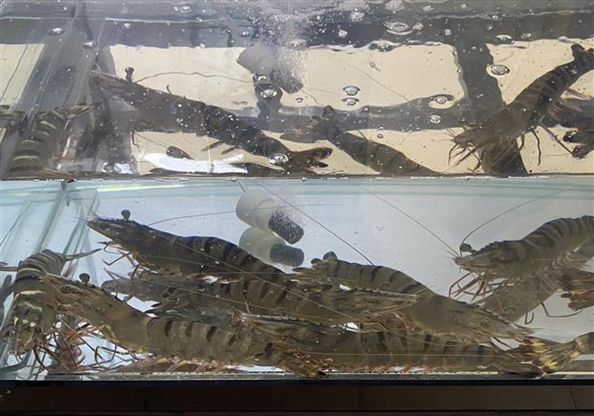 Trà Vinh: Tôm nuôi thiệt hại nặng do thời tiết và môi trường nước ảnh 1