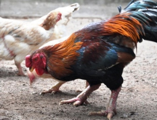 Bắc Ninh: Đặc sản Gà Hồ sẵn sàng cung cấp cho thị trường Tết ảnh 1