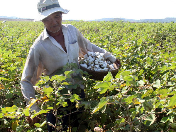 Thêm nguồn cung bông nhập khẩu từ Đông và Nam Phi ảnh 1