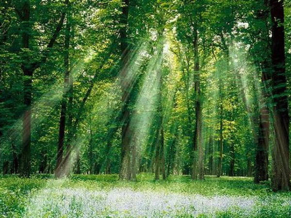 ASEAN-Hàn Quốc tăng cường hợp tác trong lâm nghiệp ảnh 1