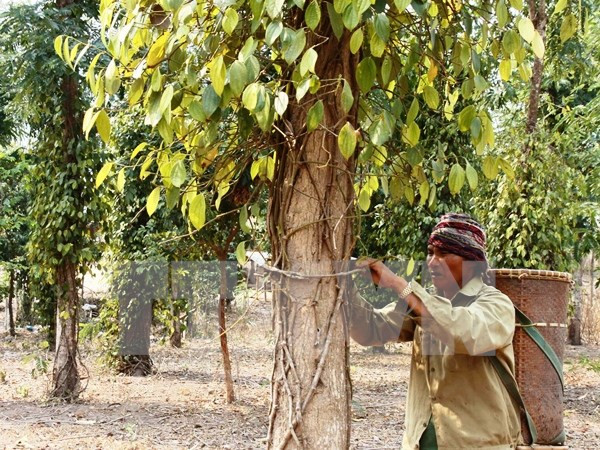 [Video] Nhiều vườn hồ tiêu ở Phú Quốc khô hạn nghiêm trọng ảnh 1