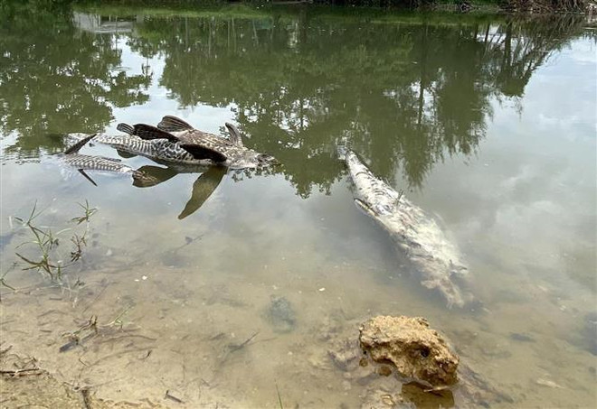 Quảng Ngãi: Nước sông Bàu Giang sủi bọt nâu, cá chết hàng loạt ảnh 1